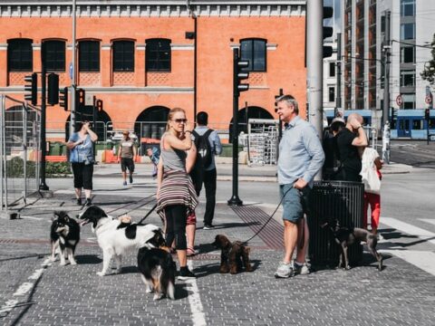 Gorgonzilla beißt dem orangen König den Kopf ab – die Welt geht trotzdem unter